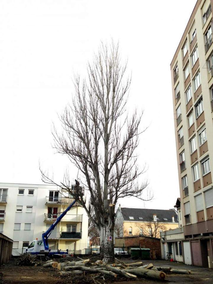 Abattage arbres Eguisheim