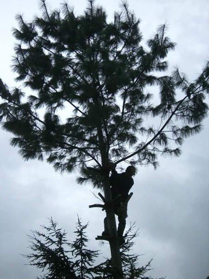 Abattage arbres Eguisheim