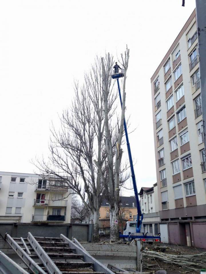 Abattage sécurisé Eguisheim