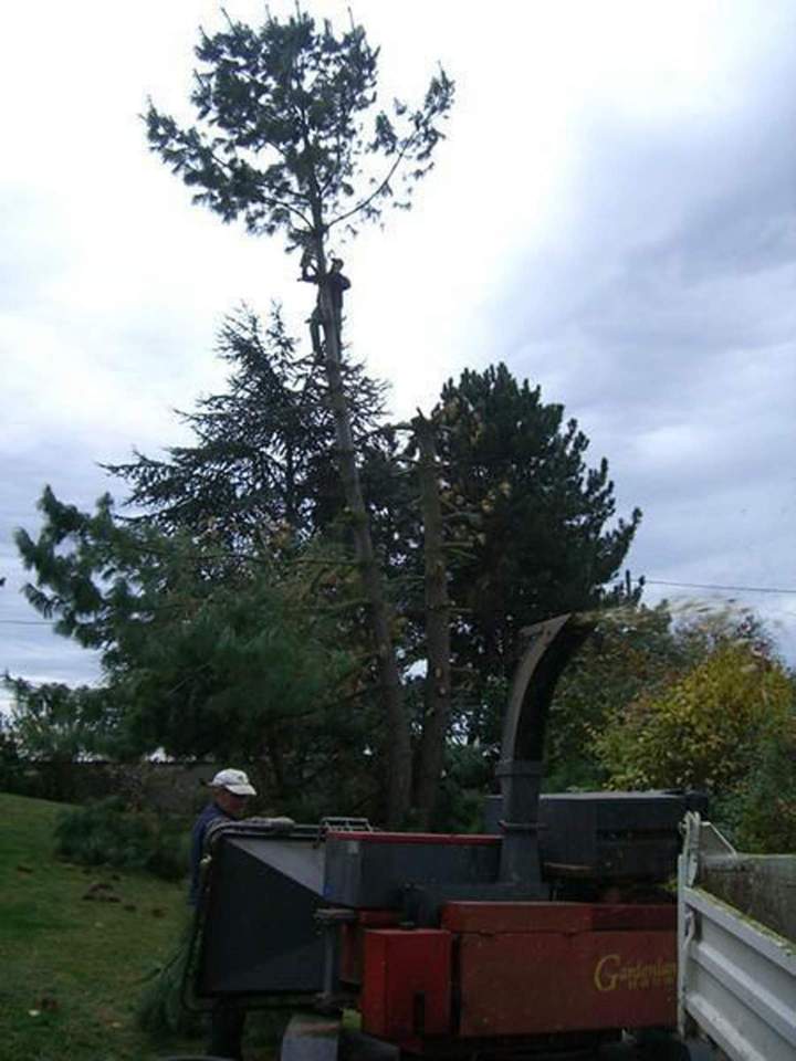 Élagage arbres Eguisheim