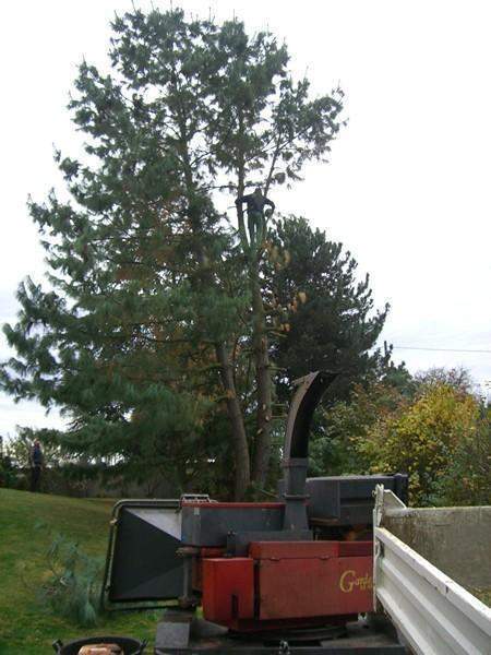 Élagage et abattage, Soultz-Haut-Rhin