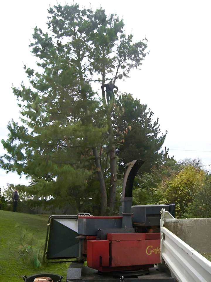Élagage d'arbres Eguisheim